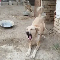 سگ پژدرنگهبان شدید