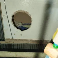 عروس هلندی رو تخم|پرنده|خرمدره, |دیوار