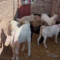 7عددگوسفند دوتاسانن دوتامیش  چبش گلابی ودوتاالپاین|حیوانات مزرعه|بردسکن, |دیوار