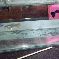 گوپی مولد و...