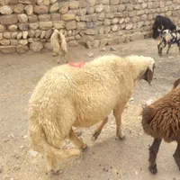 قوچ سنجابی ۳ شیره اصیل|حیوانات مزرعه|خرمآباد, |دیوار