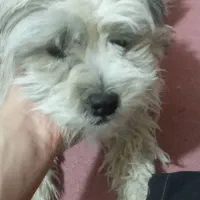 سگهای باهوش معاوضه هم میکنم