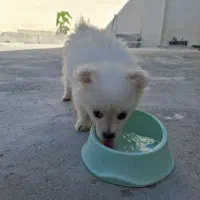 دو توله سگ پامرانین