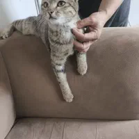 گربه خوشرنگ اسمش ملوسه