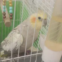 عروس هلندی با قفس