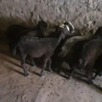 بره نر وماده
