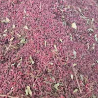 زرشک پفکی فروشی