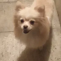 پامرانیان عروسکی|سگ|ری, ظهیرآباد|دیوار