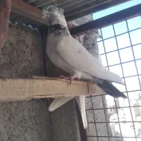 کله دمسبز کاکلی جفت