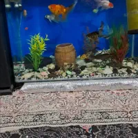 آکواریوم شیشه خم در حد نو به علت کمبودجا با  وسیله|ماهی|پاکدشت, پاکدشت (مامازند)|دیوار