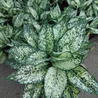 آگلونما سفید برفی|خدمات باغبانی و درختکاری|مرزیکلا, |دیوار