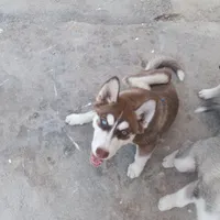 سگ هاسک