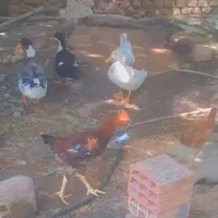 14تااردک محلی بالغ قیمت عالی