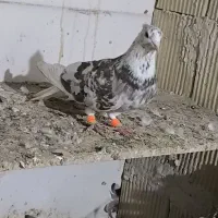 شازده هفت رنگ