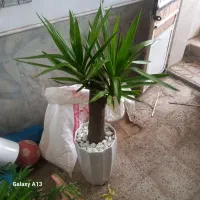 گل طبیعی یوکا تنه دار قوی