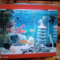 آکواریوم شیشه خم