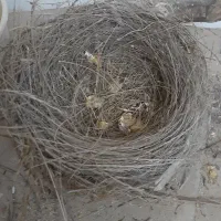 جوجه قناری
