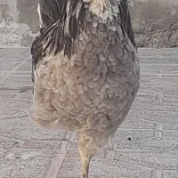 مجموعه طوسی