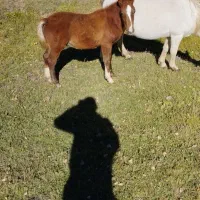 قیمت ۴۵۰۰۰۰۰۰میلیون|اسب و تجهیزات اسب‌سواری|اردبیل, |دیوار