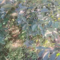 نهال خرمالو...انجیرانار|خدمات باغبانی و درختکاری|بندر گز, |دیوار