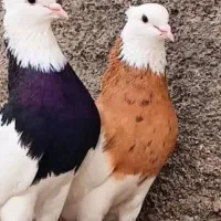 یه جفت کبوتر طوقی
