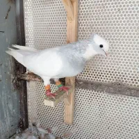 کفتر طوق آبی بردار سرور دم سفید شمعک تخت|پرنده|شیراز, سعدیه جنوبی|دیوار