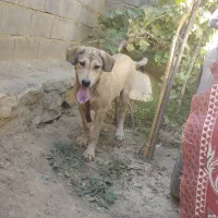 سلام توله ماده6ماحه پژدرتوله تبر قهرمان وحیدعباسی