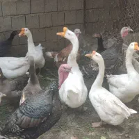 قوقاز چینی