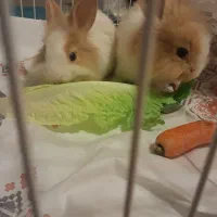 خرگوش نژاد هدلاین