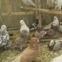 کفتر پیدا کردم زیباشهر