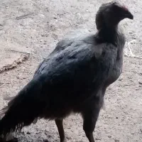 تخم لاری