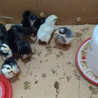 مرغ تخم گذار جوجه تخم مرغ نطفه دار|حیوانات مزرعه|رباطکریم, رباطکریم|دیوار