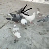 کفتر گشمده