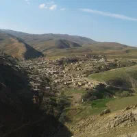 بذر ینجه درجه یک