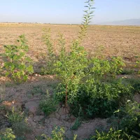 نیروی کار مزرعه-اقا