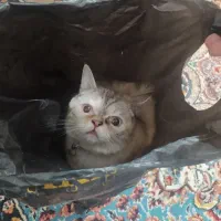 گربه میکس پرشین اسکاتیش|گربه|نیشابور, شهرک پردیس|دیوار