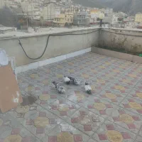 کبوتر طوقی و دوبر|پرنده|گرمی, |دیوار