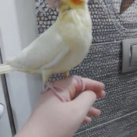 عروس هلندی فول رام .باسرلاک بزرگ شده.