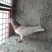 کفتر پرشی بدرد بخور|پرنده|ری, شهرک نظامی|دیوار