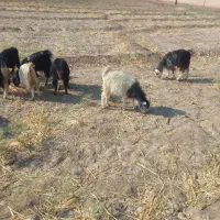 گوسفند کهره کره کردی چاق گوشت درجه یک خرده و عمده|حیوانات مزرعه|کرمان, |دیوار