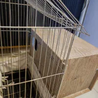 عروس هلندی جفت باقفس