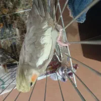 عروس هولندی|پرنده|نظرآباد, نظرآباد|دیوار