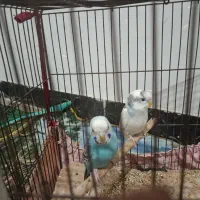 یک جفت مرغ عشق