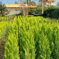 کاج‌لاوسون طلایی قیچی خورده سطل ۱۲