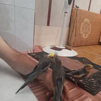 عروس هلندی