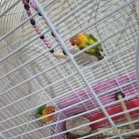 کتوله برزیلی