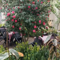 جذب نیرو کافه