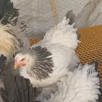 مرغ و خروس برهما ،آمروک