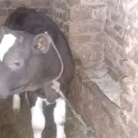 گوساله نر|حیوانات مزرعه|شازند, |دیوار