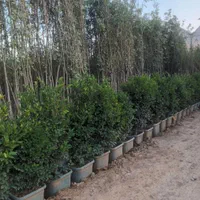 فروش درخت بن دار بن ۱۵ جریمه ای کمسیون ماده ۷